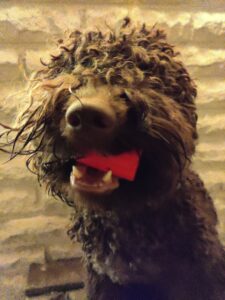 lagotto con bussolotto